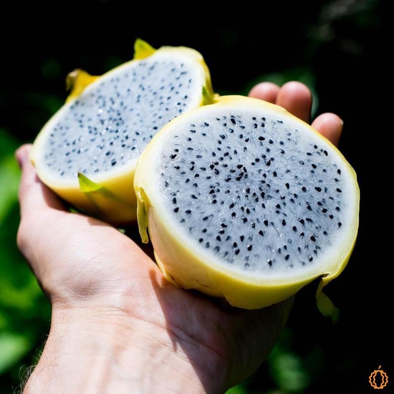 🌈 Colorful Dragon Fruit Seeds – Grow Your Own Rainbow! 🌈