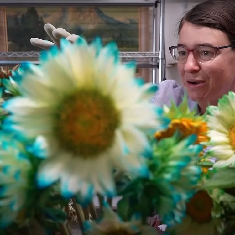 🎉Hot Sell🎉Blue Lace Sunflower Seeds💙