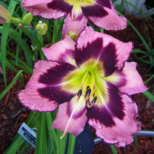 Daylily Hybrid Flowers Seeds, Hemerocallis Hybrid, 50pcs/pack
