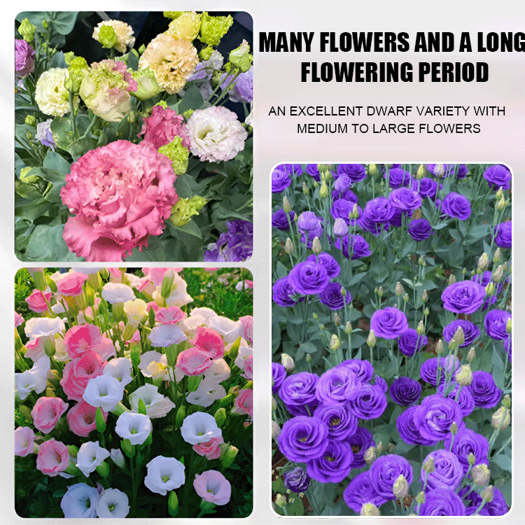 High-quality lisianthus seeds, with a strong aroma and flowering all year round💐