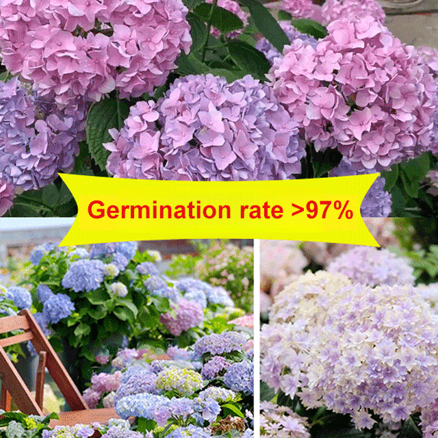 Hydrangea seeds that bloom all year round, with a germination rate of up to 99.99%, easy to cultivate💐💐💐