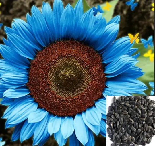 Bright Blue Sunflower Seeds