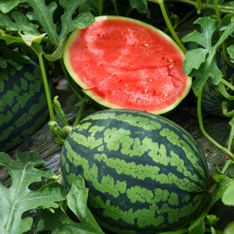 🍉 Ruby Watermelon Seeds – Harvest sweet and juicy summer refreshment