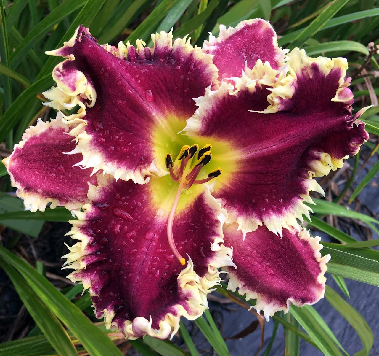 Daylily Hybrid Flowers Seeds, Hemerocallis Hybrid, 50pcs/pack
