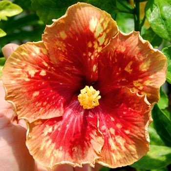 🌱Rare Spotted Hibiscus Seeds -Vibrant Blooms for Your Flourishing Garden