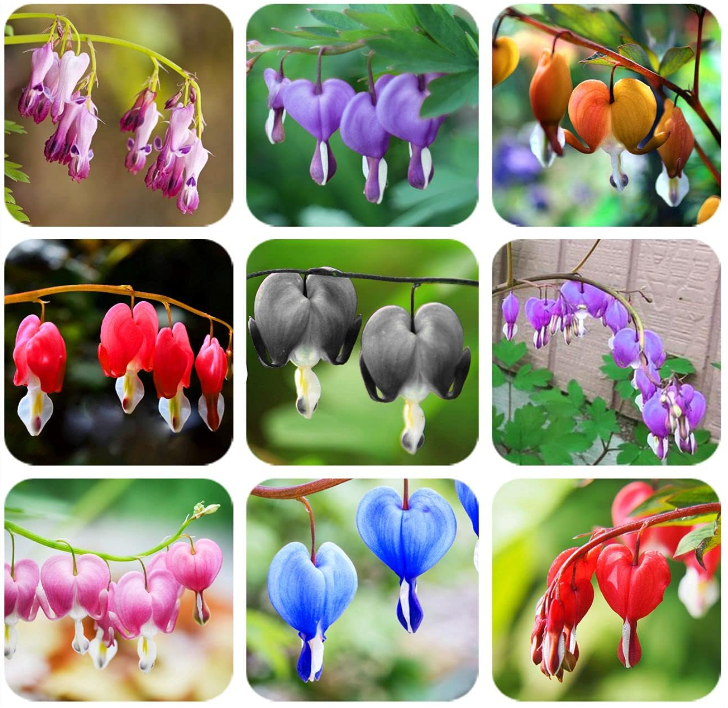 Ocean Bleeding Heart Seeds ~ Dicentra Spectabilis ~ Gifts ~ Grow Your Own ~ Spring Flowers