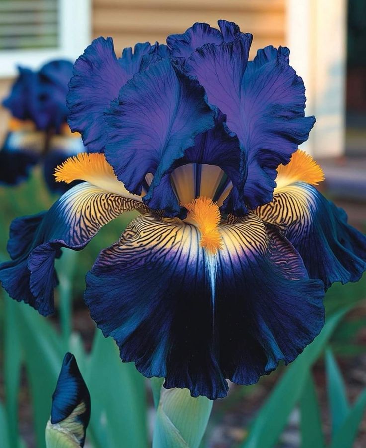 🌸 Iris Bulbs – Rare Color. Lasting Beauty. Zero Hassle.