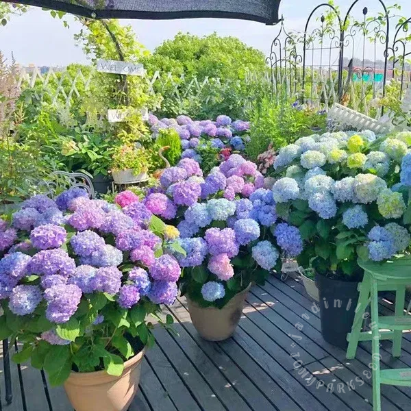 🔥Jusqu'à 50% de réduction🔥Faites éclore votre jardin de rêve : Plantez des graines d'hortensia et accueillez les saisons colorées.