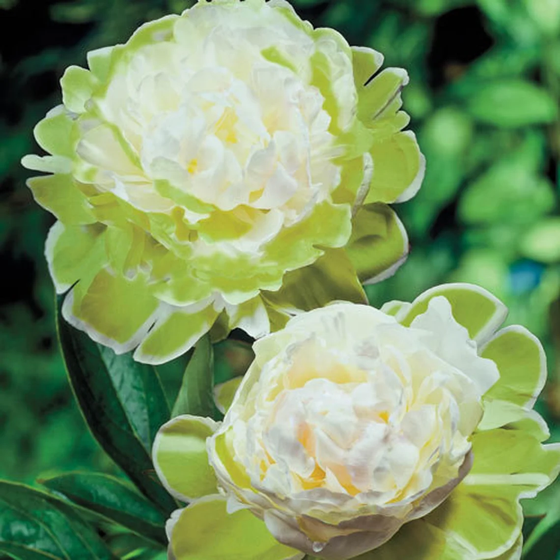 【High Survival Rate】👑 Queen of Flowers – Peony Seeds 🌸
