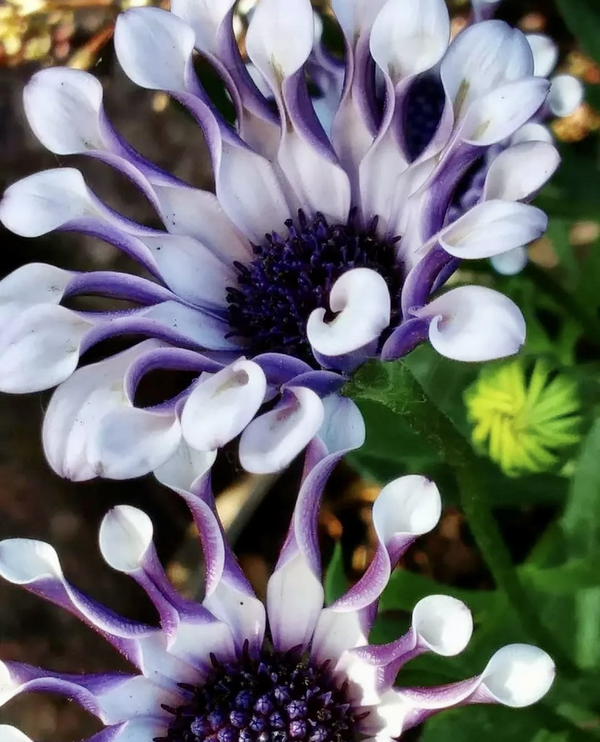 Osteospermum Mix Seeds-Spider-Daisy- Rare