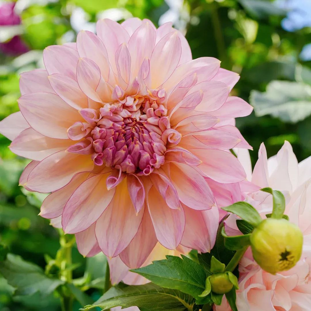 ð¸90 Giorni di Dahlias - Miscela a Lunga Duratað