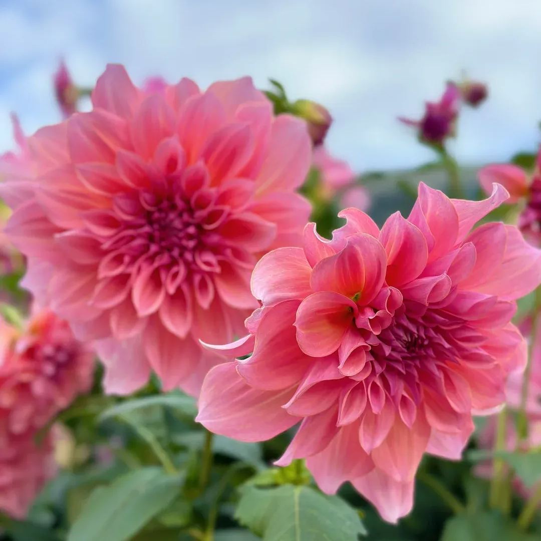 ð¸90 Giorni di Dahlias - Miscela a Lunga Duratað