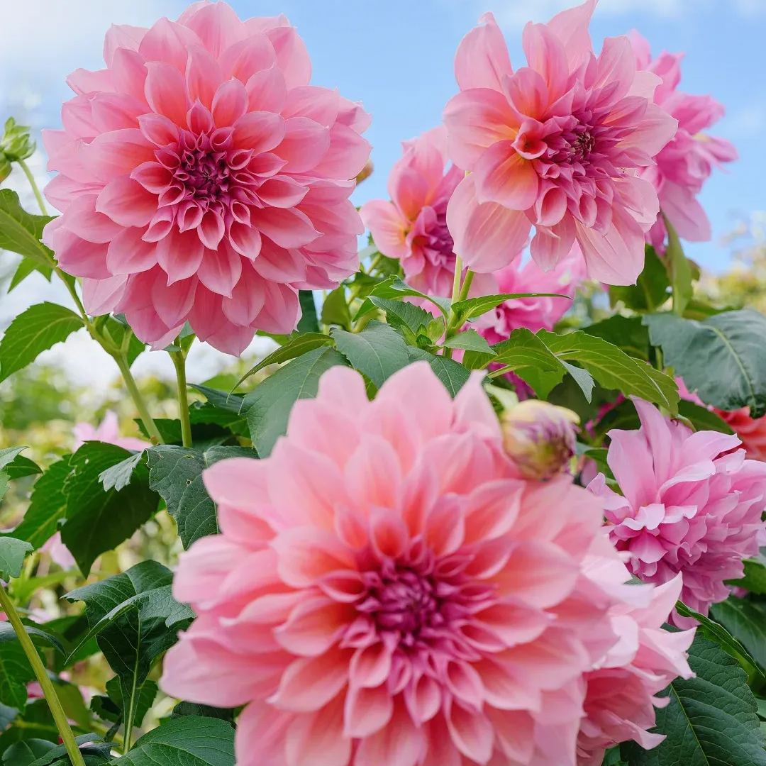 ð¸90 Giorni di Dahlias - Miscela a Lunga Duratað