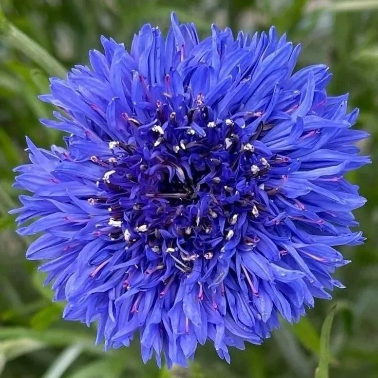 ð¸90 Giorni di Dahlias - Miscela a Lunga Duratað