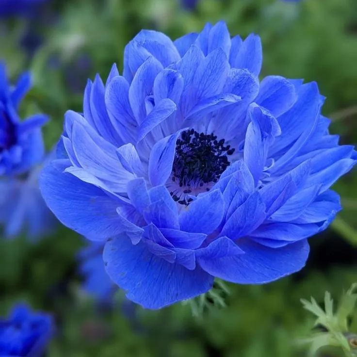 ð¸90 Giorni di Dahlias - Miscela a Lunga Duratað