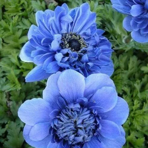 ð¸90 Giorni di Dahlias - Miscela a Lunga Duratað