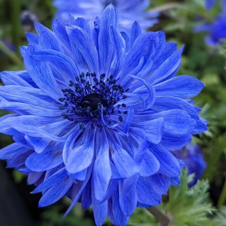 ð¸90 Giorni di Dahlias - Miscela a Lunga Duratað