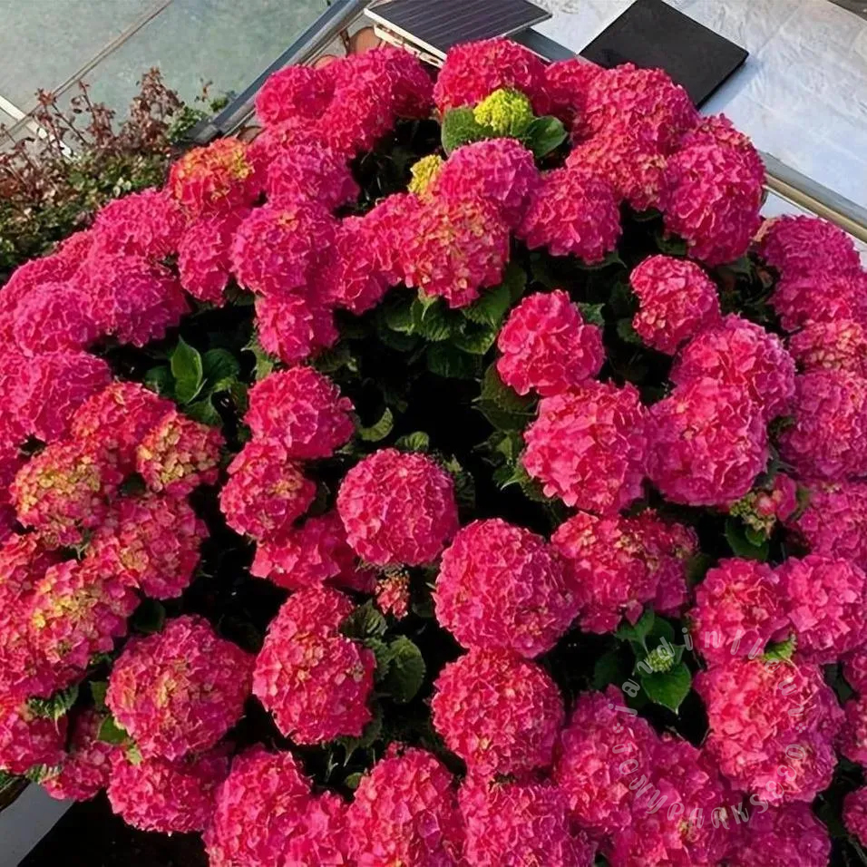 🔥Jusqu'à 50% de réduction🔥Faites éclore votre jardin de rêve : Plantez des graines d'hortensia et accueillez les saisons colorées.