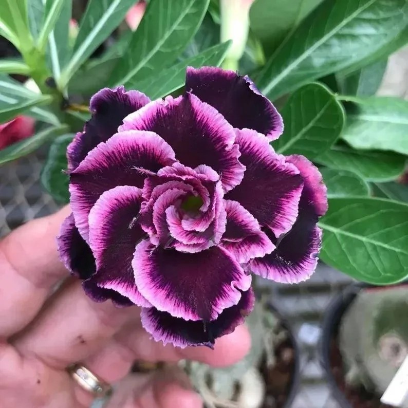 🌵 Desert Rose Bulbs - An Exotic Gem for Your Garden🌸