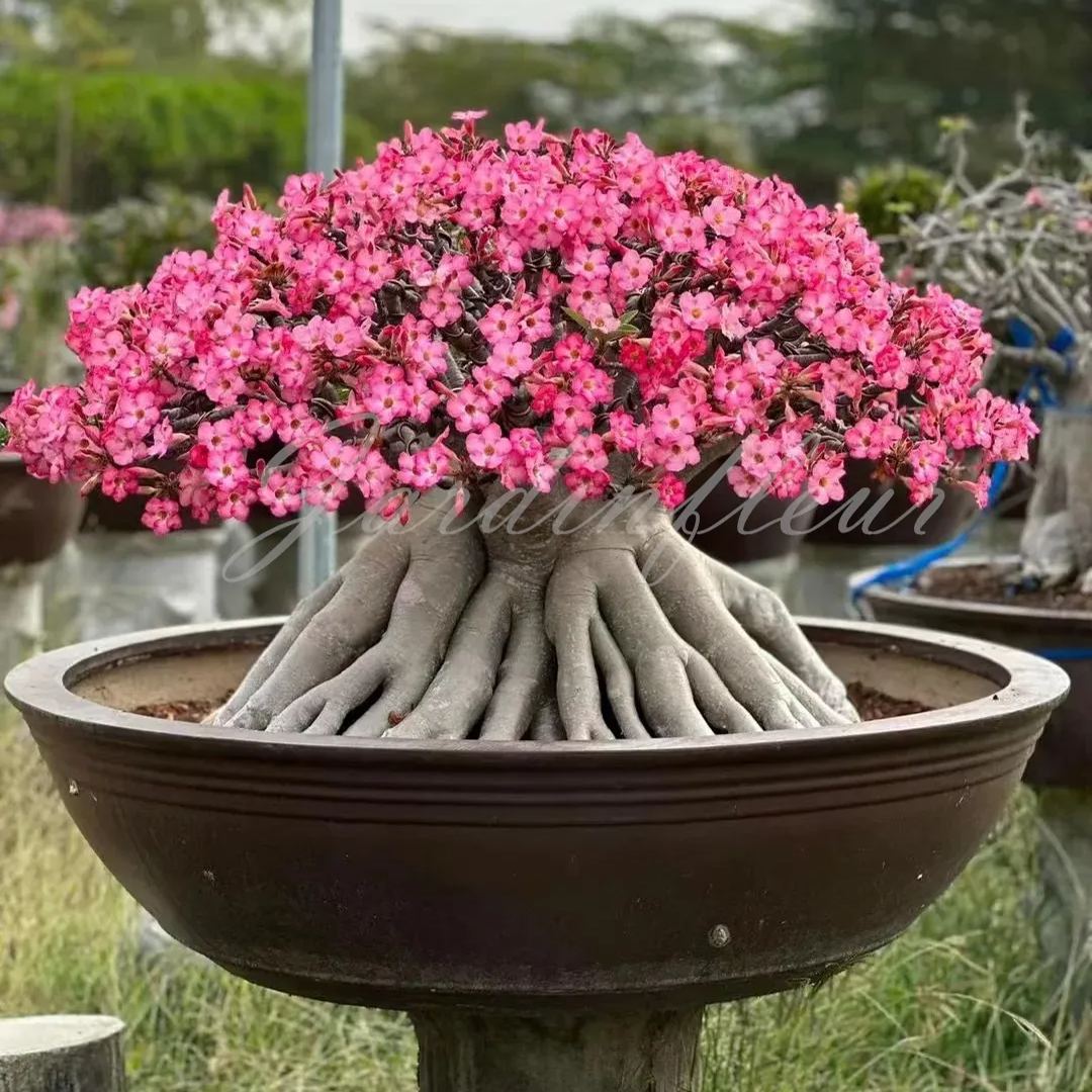 50 % de réduction sur Desert Rose-Godzilla