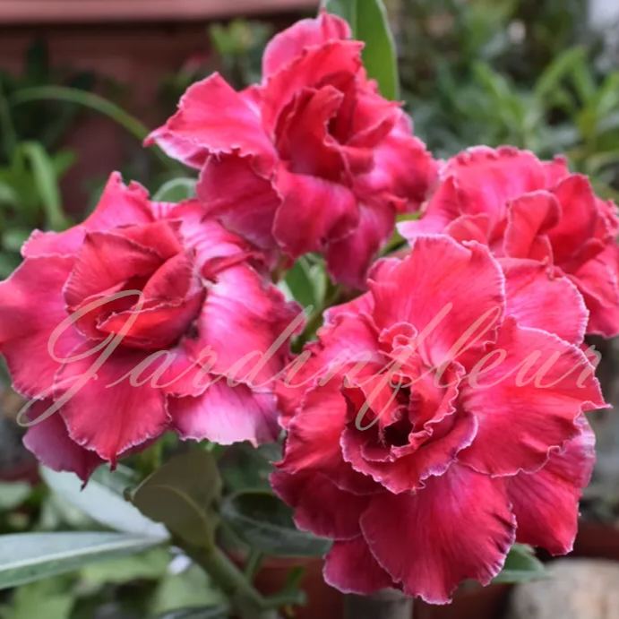 50 % de réduction sur Desert Rose-Godzilla