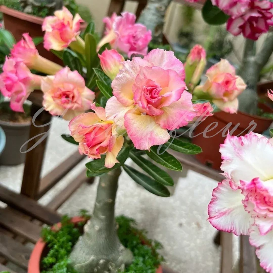 50 % de réduction sur Desert Rose-Godzilla