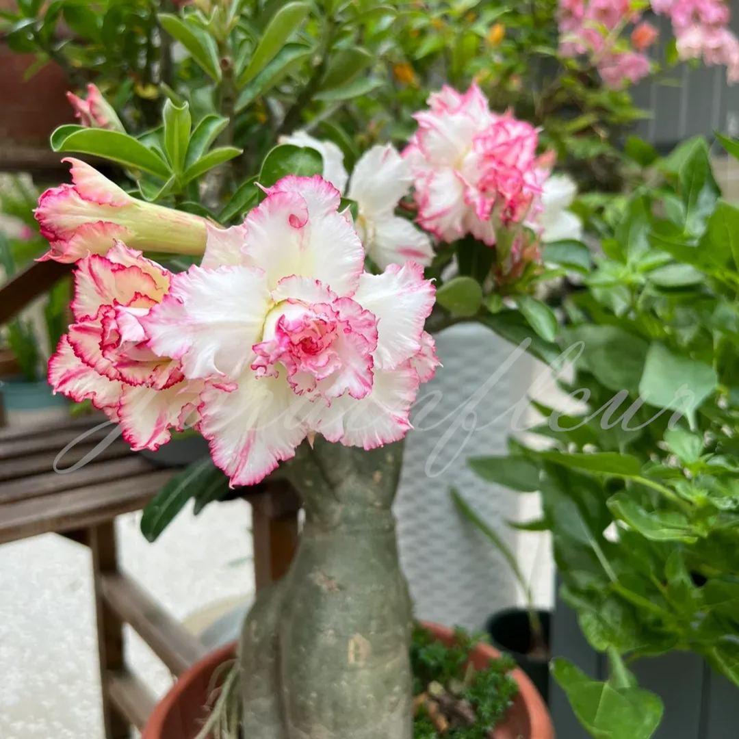 50 % de réduction sur Desert Rose-Godzilla