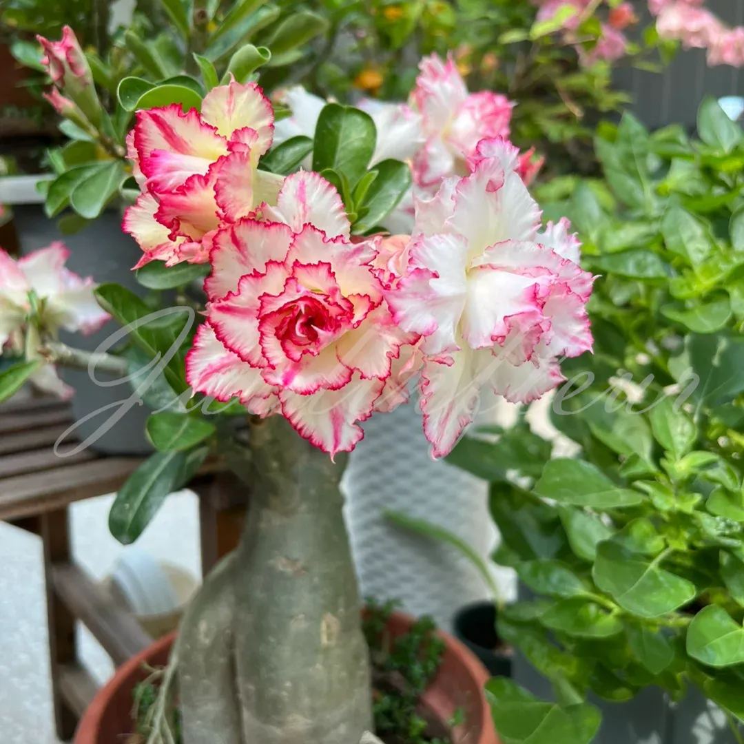 50 % de réduction sur Desert Rose-Godzilla