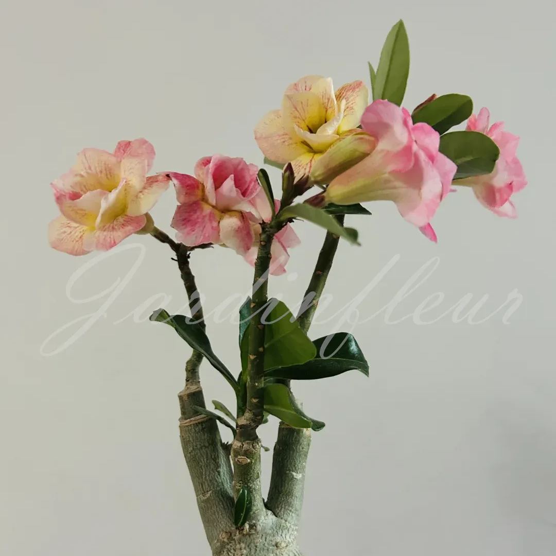 50 % de réduction sur Desert Rose-Godzilla