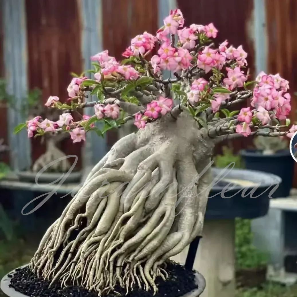 50 % de réduction sur Desert Rose-Godzilla