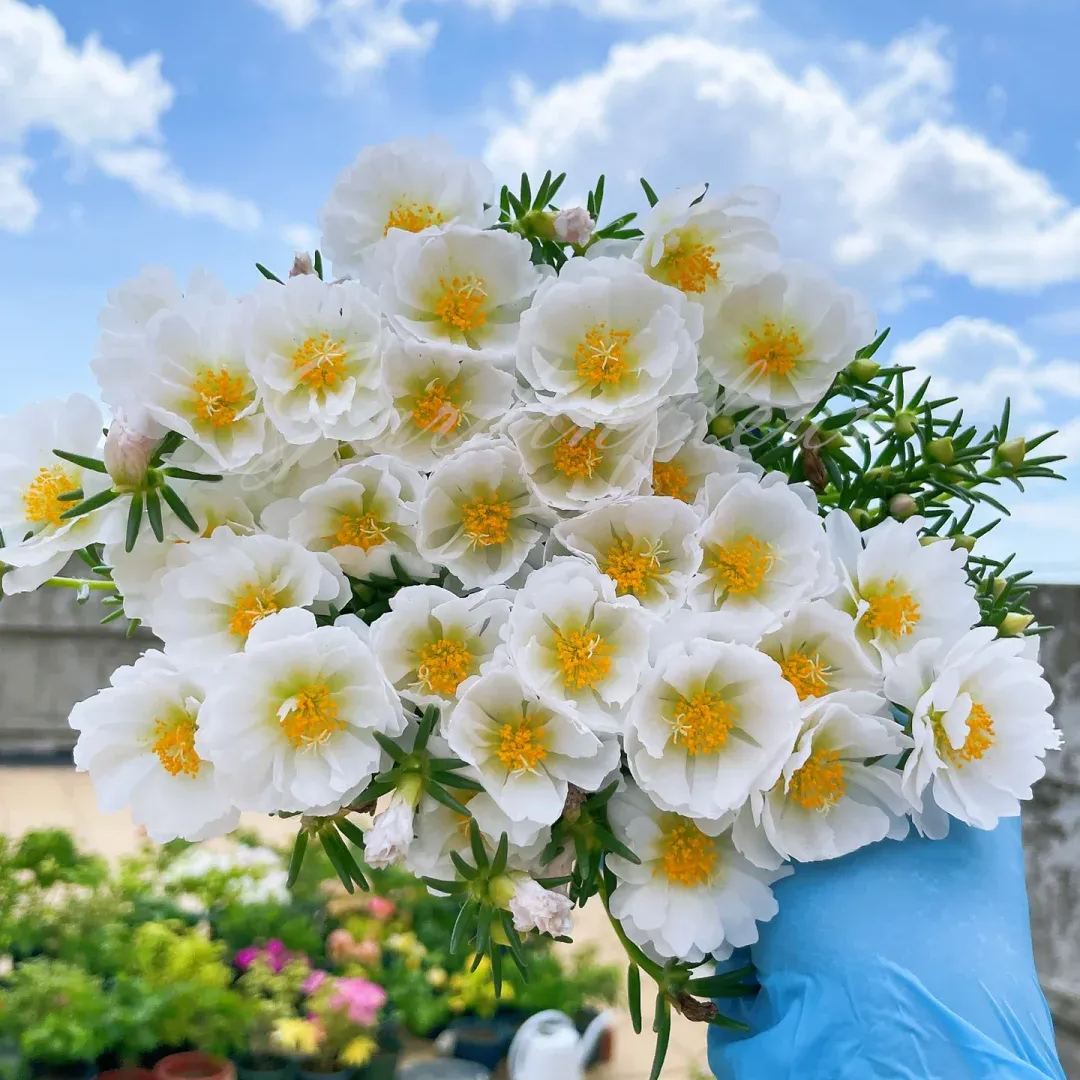 🔥50% DE RÉDUCTION🌹 Graines de Rose Moss