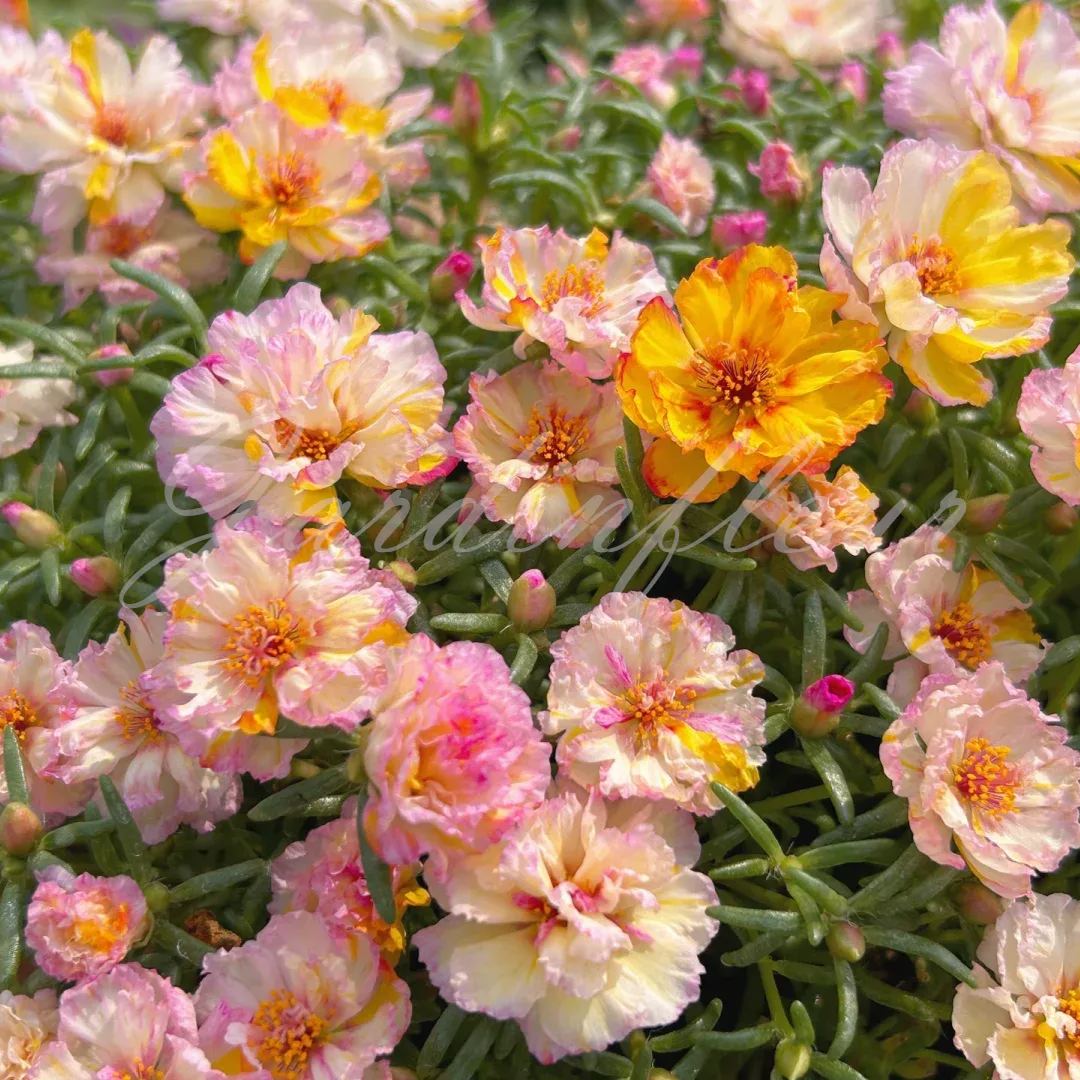 🔥50% DE RÉDUCTION🌹 Graines de Rose Moss