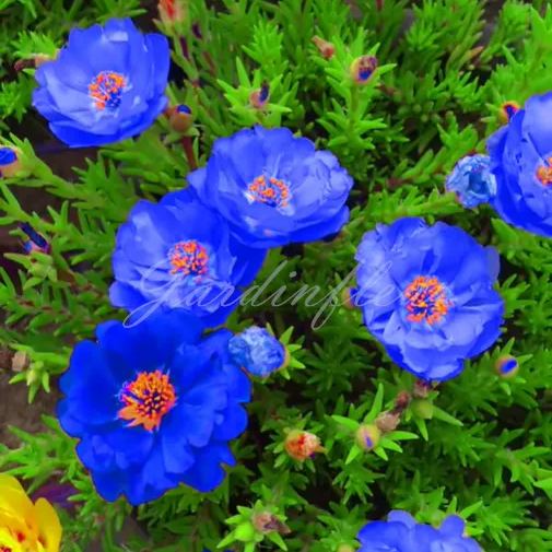 🔥50% DE RÉDUCTION🌹 Graines de Rose Moss