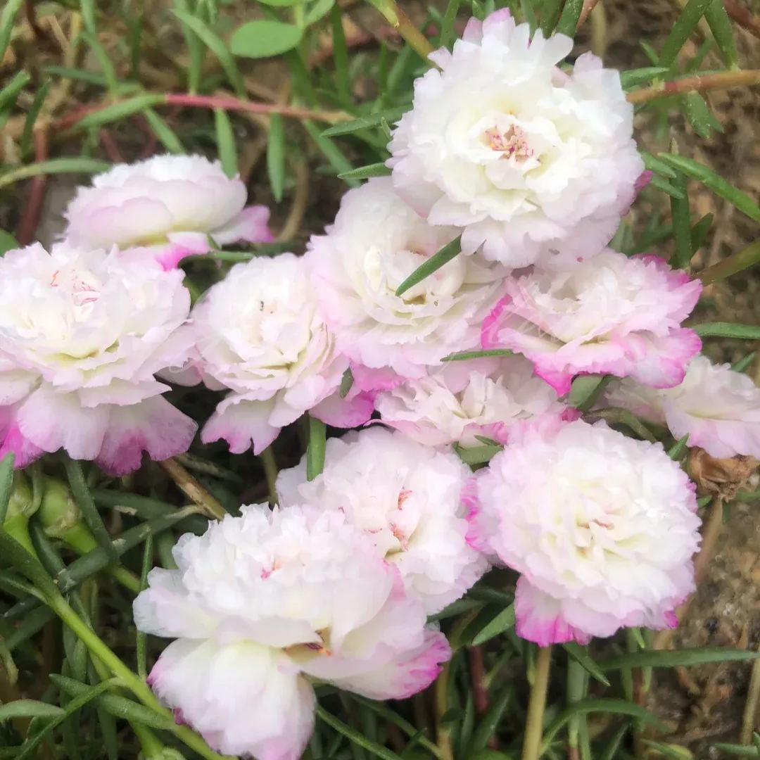 🔥50% DE RÉDUCTION🌹 Graines de Rose Moss