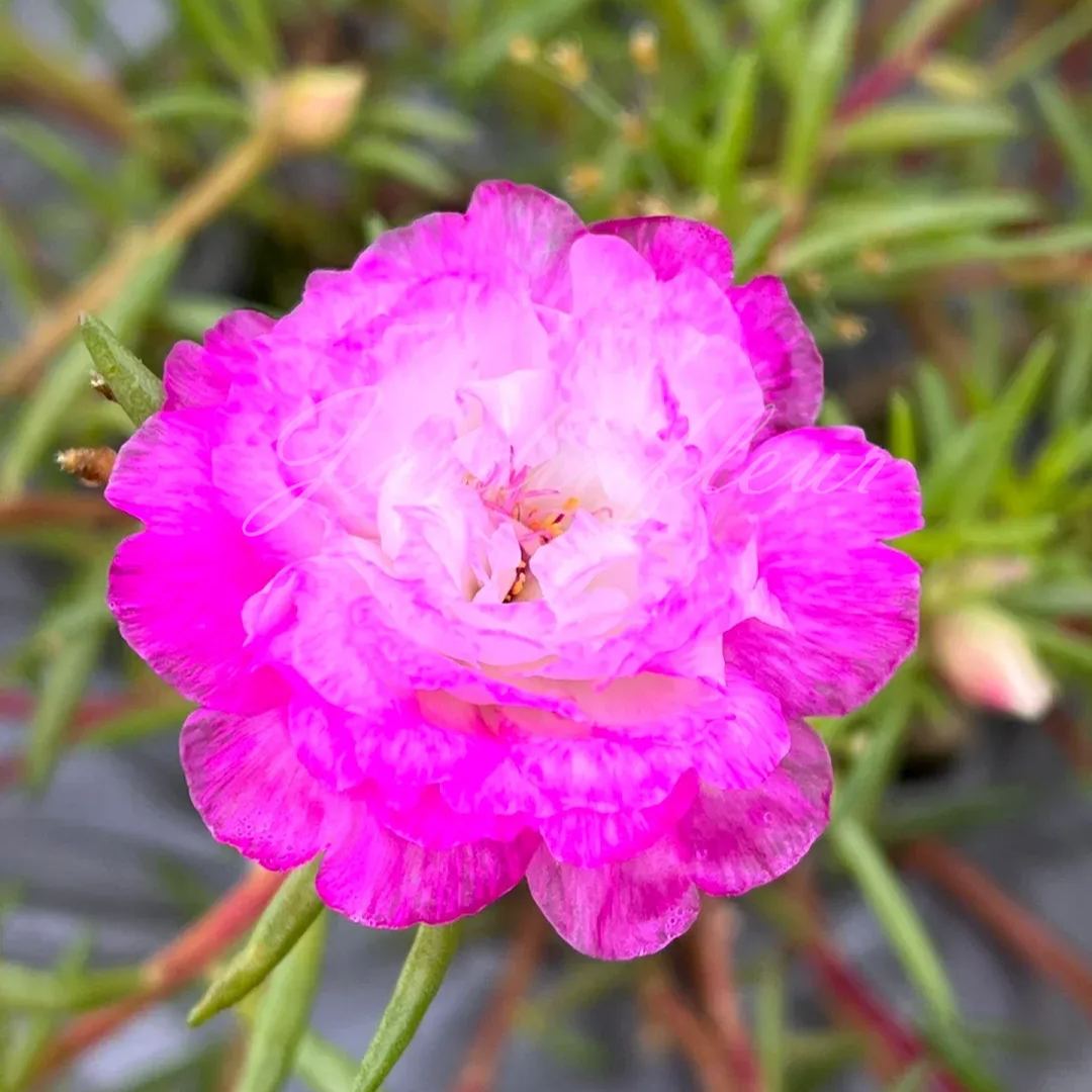 🔥50% DE RÉDUCTION🌹 Graines de Rose Moss