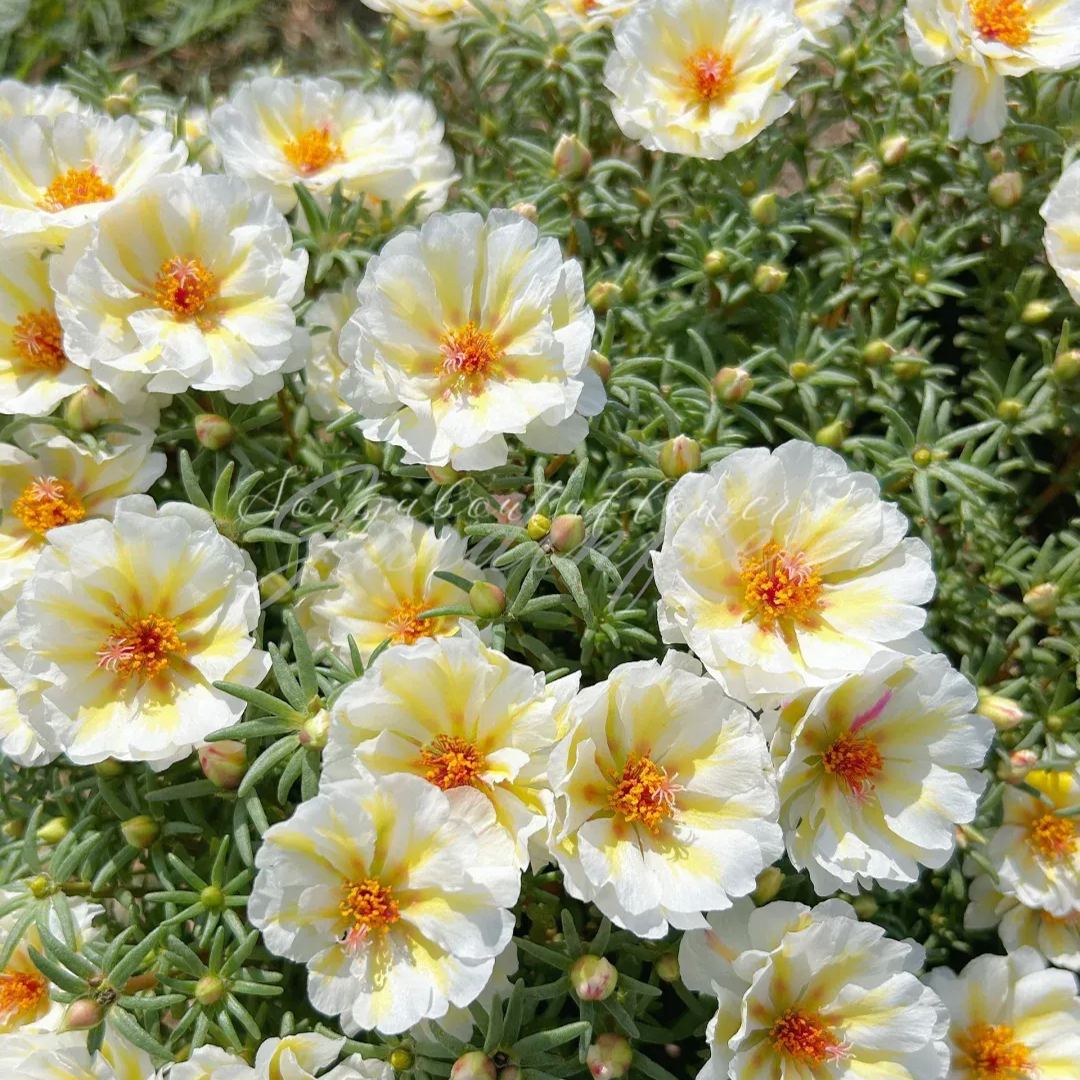 🔥50% DE RÉDUCTION🌹 Graines de Rose Moss