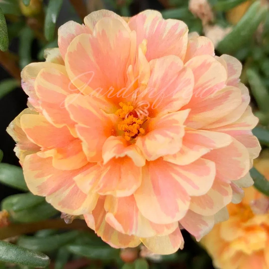 🔥50% DE RÉDUCTION🌹 Graines de Rose Moss