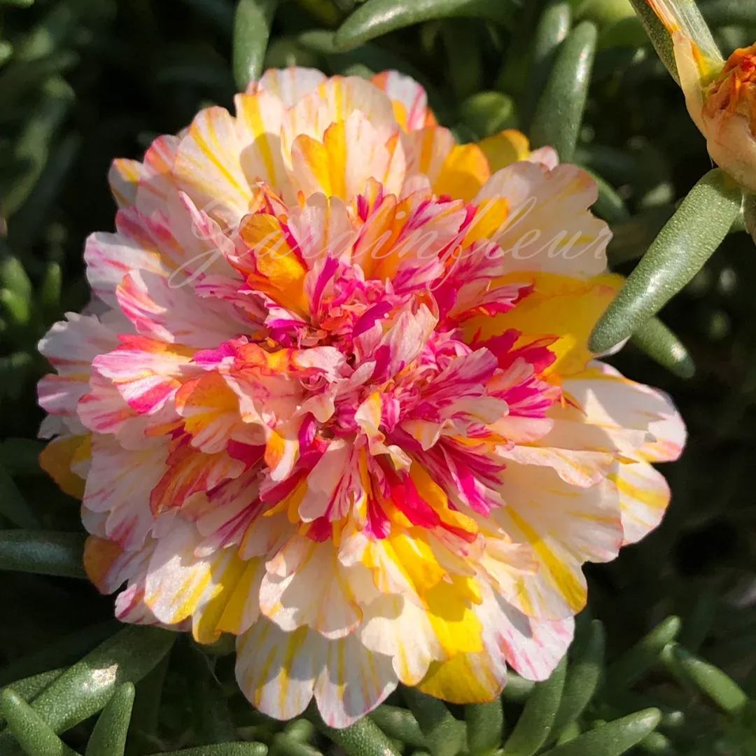 🔥50% DE RÉDUCTION🌹 Graines de Rose Moss