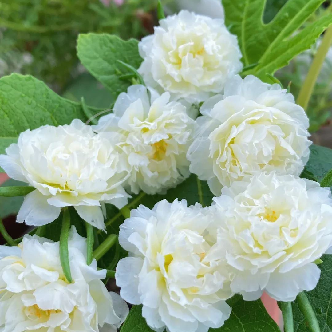 🔥50% DE RÉDUCTION🌹 Graines de Rose Moss