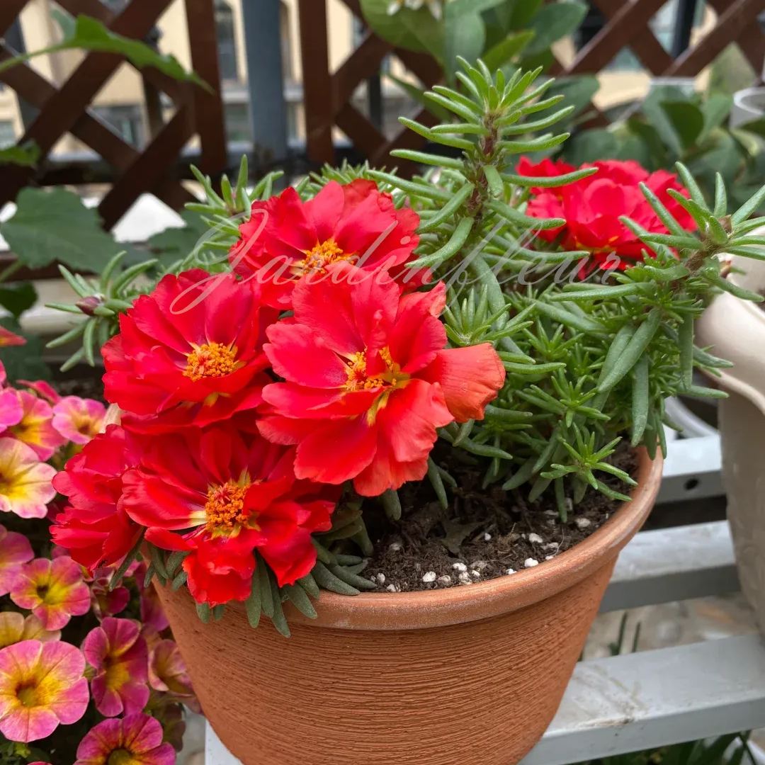 🔥50% DE RÉDUCTION🌹 Graines de Rose Moss