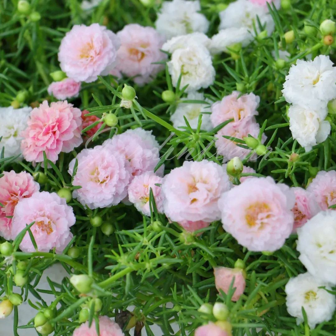 🔥50% DE RÉDUCTION🌹 Graines de Rose Moss