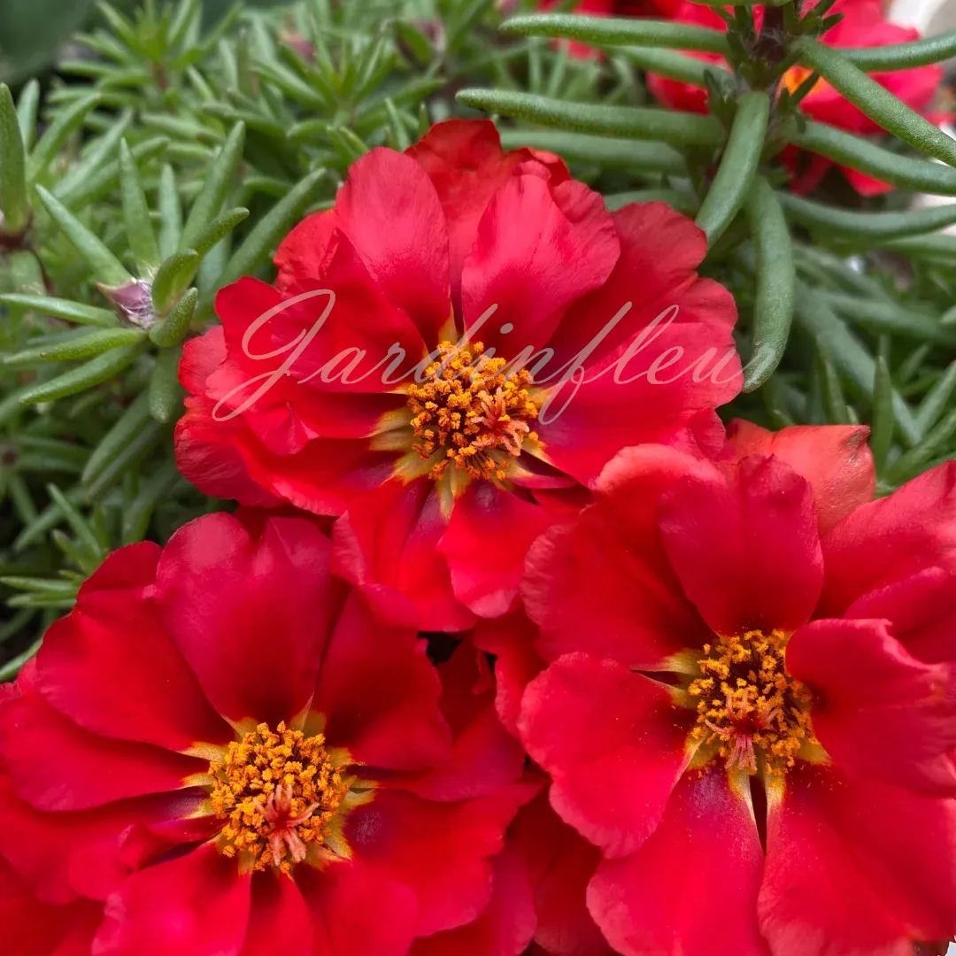 🔥50% DE RÉDUCTION🌹 Graines de Rose Moss