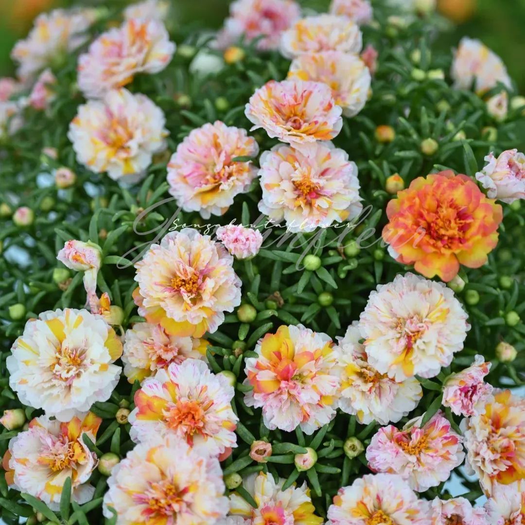 🔥50% DE RÉDUCTION🌹 Graines de Rose Moss