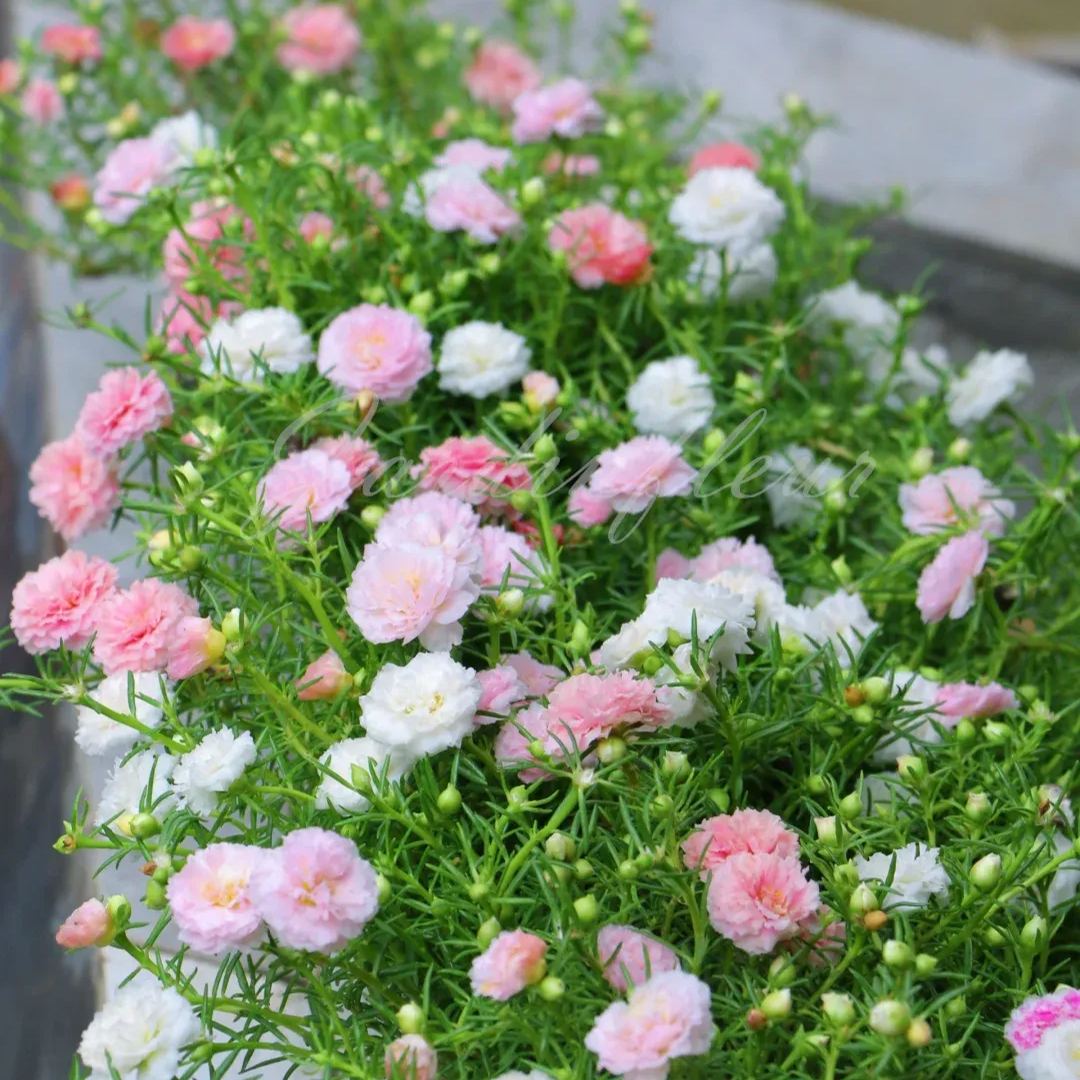 🔥50% DE RÉDUCTION🌹 Graines de Rose Moss