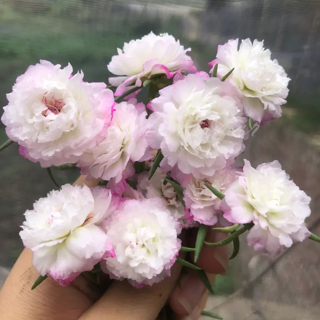🔥50% DE RÉDUCTION🌹 Graines de Rose Moss