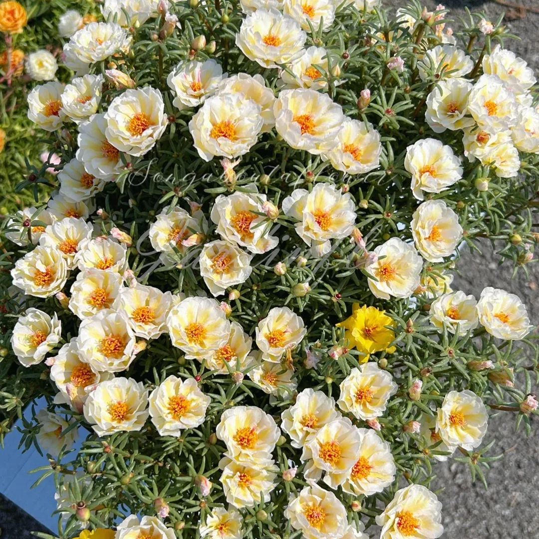 🔥50% DE RÉDUCTION🌹 Graines de Rose Moss