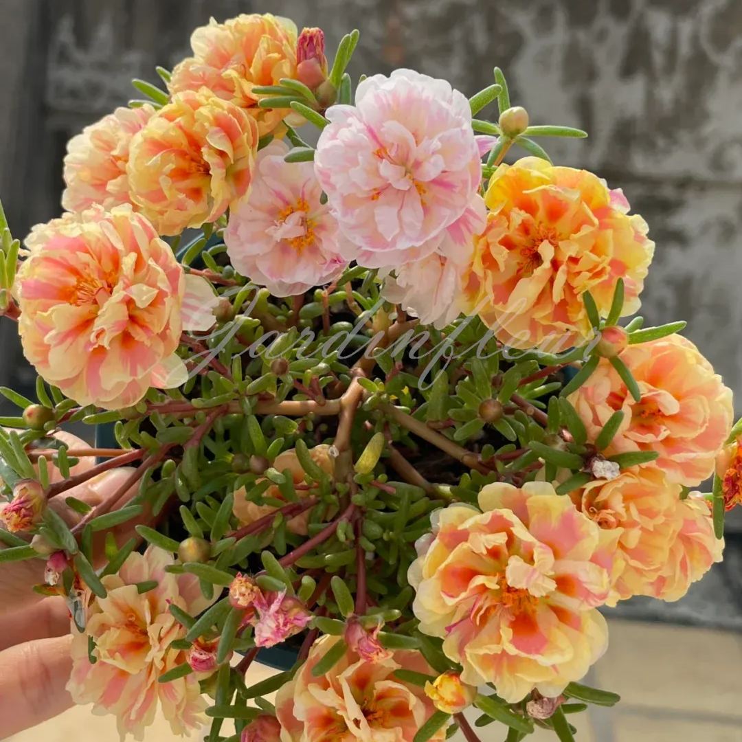 🔥50% DE RÉDUCTION🌹 Graines de Rose Moss