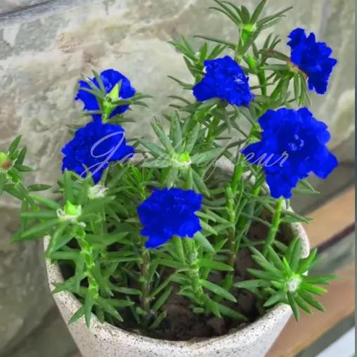 🔥50% DE RÉDUCTION🌹 Graines de Rose Moss