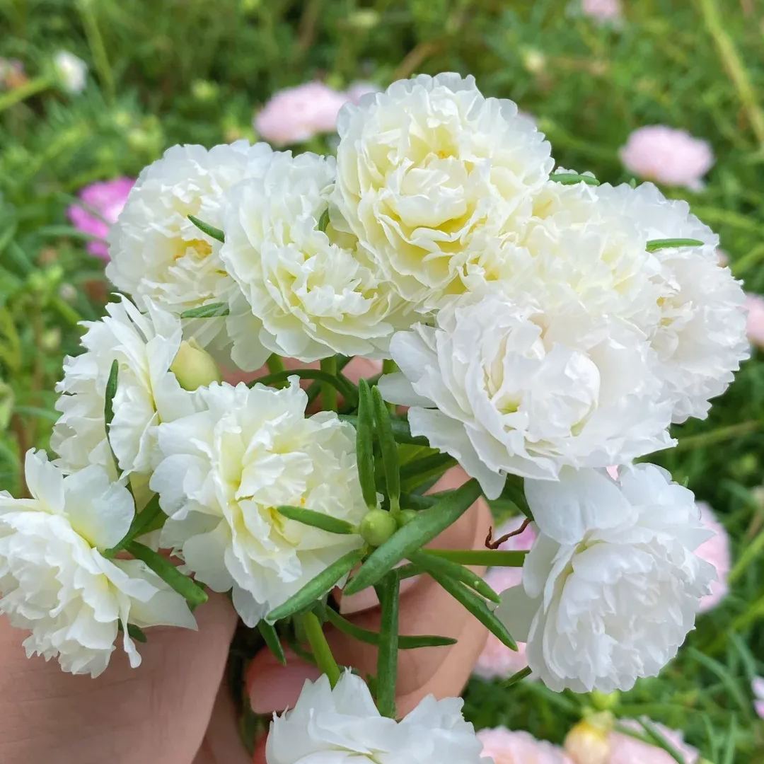 🔥50% DE RÉDUCTION🌹 Graines de Rose Moss