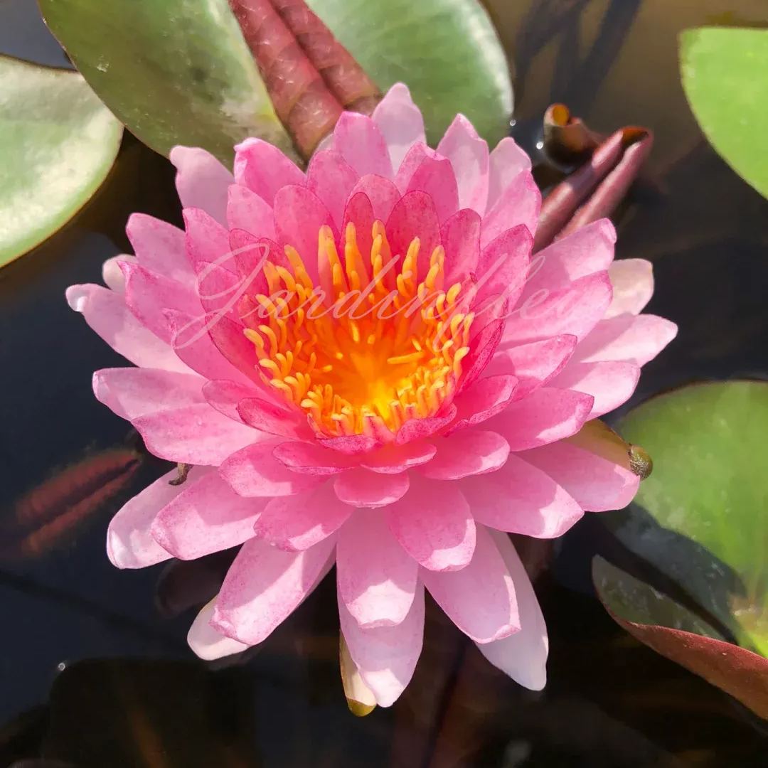 【50% de réduction】Graines Premium de Fleur de Lotus Bonsaï - Germination en 7 jours